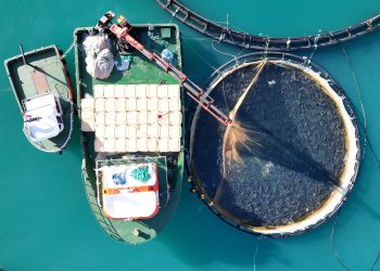 Türk somonunda hedef ihracatı 1 milyar doların üzerine taşımak