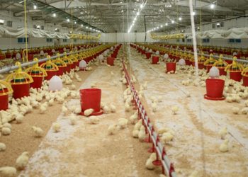 Şenpiliç ekosistemi sözleşmeli çiftliklerle geçen yıl 4.200 kişiye istihdam sağladı