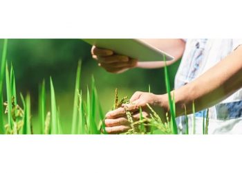 BENEO joins forces in ambitious sustainable rice farming project in Vietnam