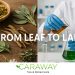 From Leaf to Lab: Caraway Tea Merges Traditional Herbs with Modern Science