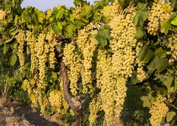 Sultani çekirdeksiz taze üzüm ihracatında 2025 hedefi 100 milyon dolar