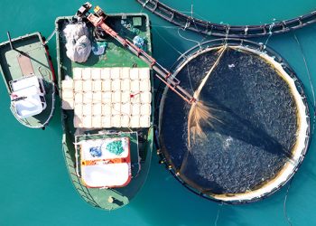 Su Ürünleri İhracatın Yeni Yıldızı Türk Somonu İçin 4 Dilde Tanıtım Filmi Hazırlandı