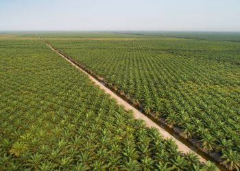 Sürdürülebilir Palm Yağı “Az Alanda Çok Üretim” Yaklaşımıyla Çevreci Bir Çözüm Sunuyor