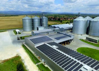 Reliable Sunflower Kernels from Bulgaria to the World