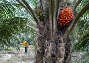 EUDR Delay an Opportunity for Collaboration on Smallholders, Certification: GAPKI