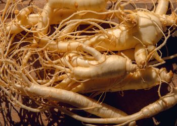 Givaudan partners with Michigan State University and PitFit to test the performance benefits of Cereboost™